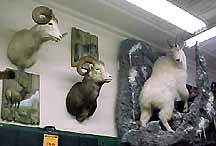 Mounted Trophies in Gardenswartz