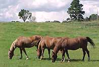 Horses near Durango